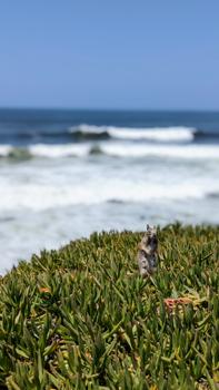 squirrel